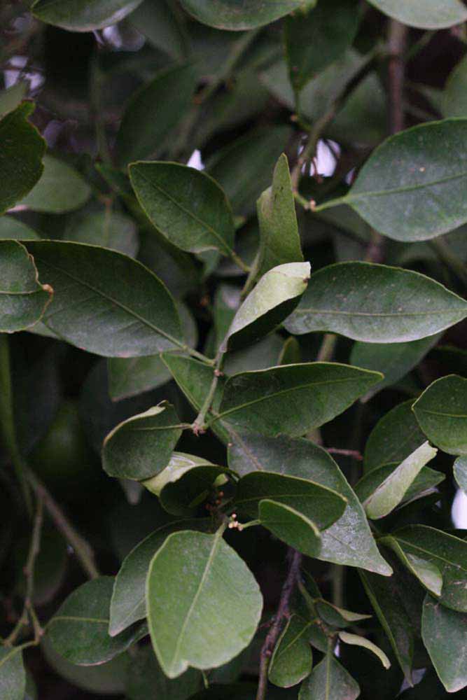              Shade leaves (Riverside, CA)       